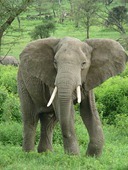 250px-Elephant_near_ndutu